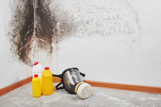 Best Mold Testing  in Bellville, TX
