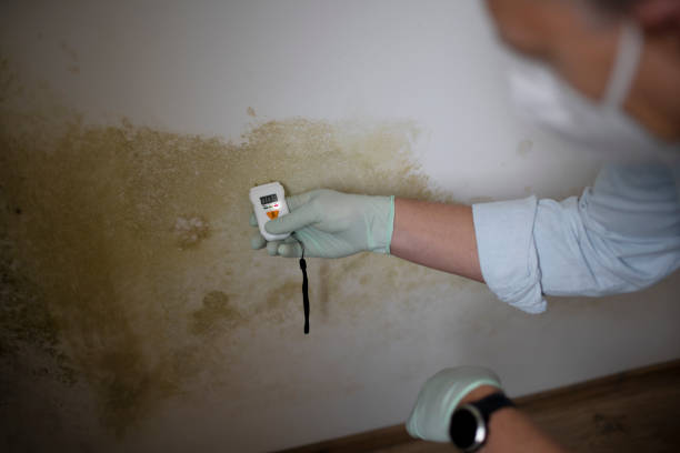 Best Mold Removal and Inspection  in Bellville, TX