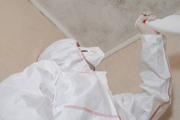 Best Attic Mold Removal  in Bellville, TX