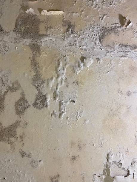 Best Certified Mold Removal  in Bellville, TX