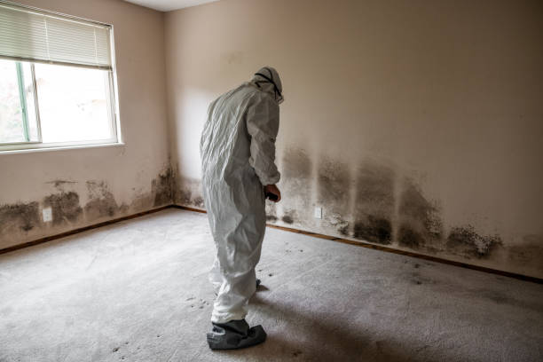 Best Attic Mold Removal  in Bellville, TX